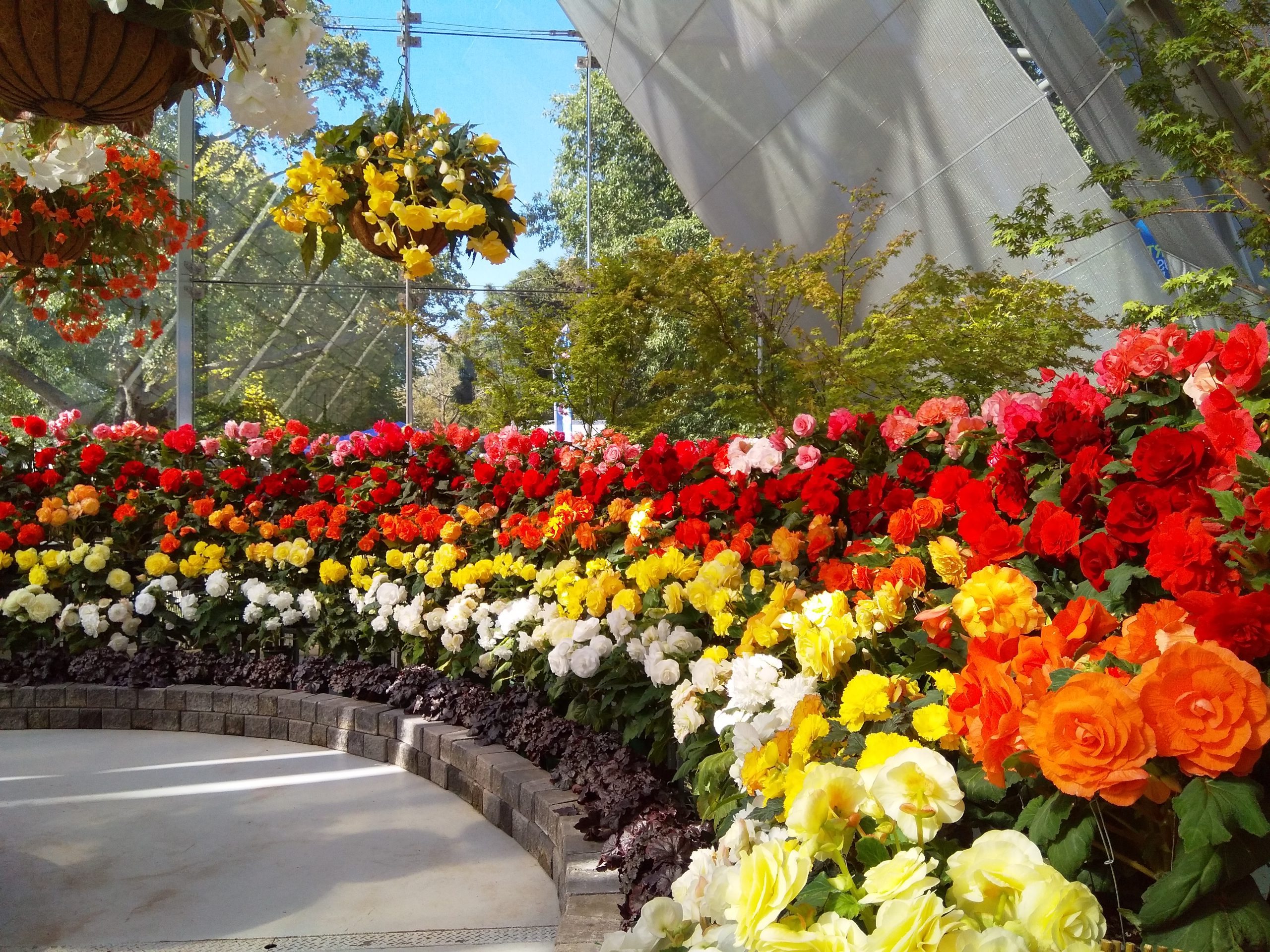 Tuberous Collection image